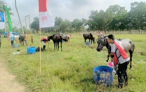 Cerita Heroik Cabor Berkuda Lampung Demi PON Perdananya